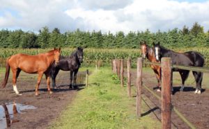 oscar hoeve, pensionstal, paardenpension, paard, pony